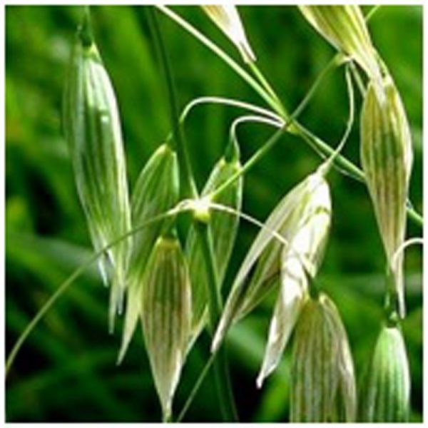 Wild Oat Flower Essence  1/2 oz. bottle with dropper