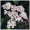 White Yarrow Flower Essence  1/2 oz. bottle with dropper