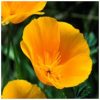 California Poppy Flower Essence  1/2 oz. bottle with dropper