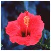 Hibiscus Flower Essence  1/2 oz.  bottle with dropper
