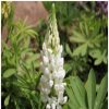 White Lupine Flower Essence  1/2 oz bottle with dropper