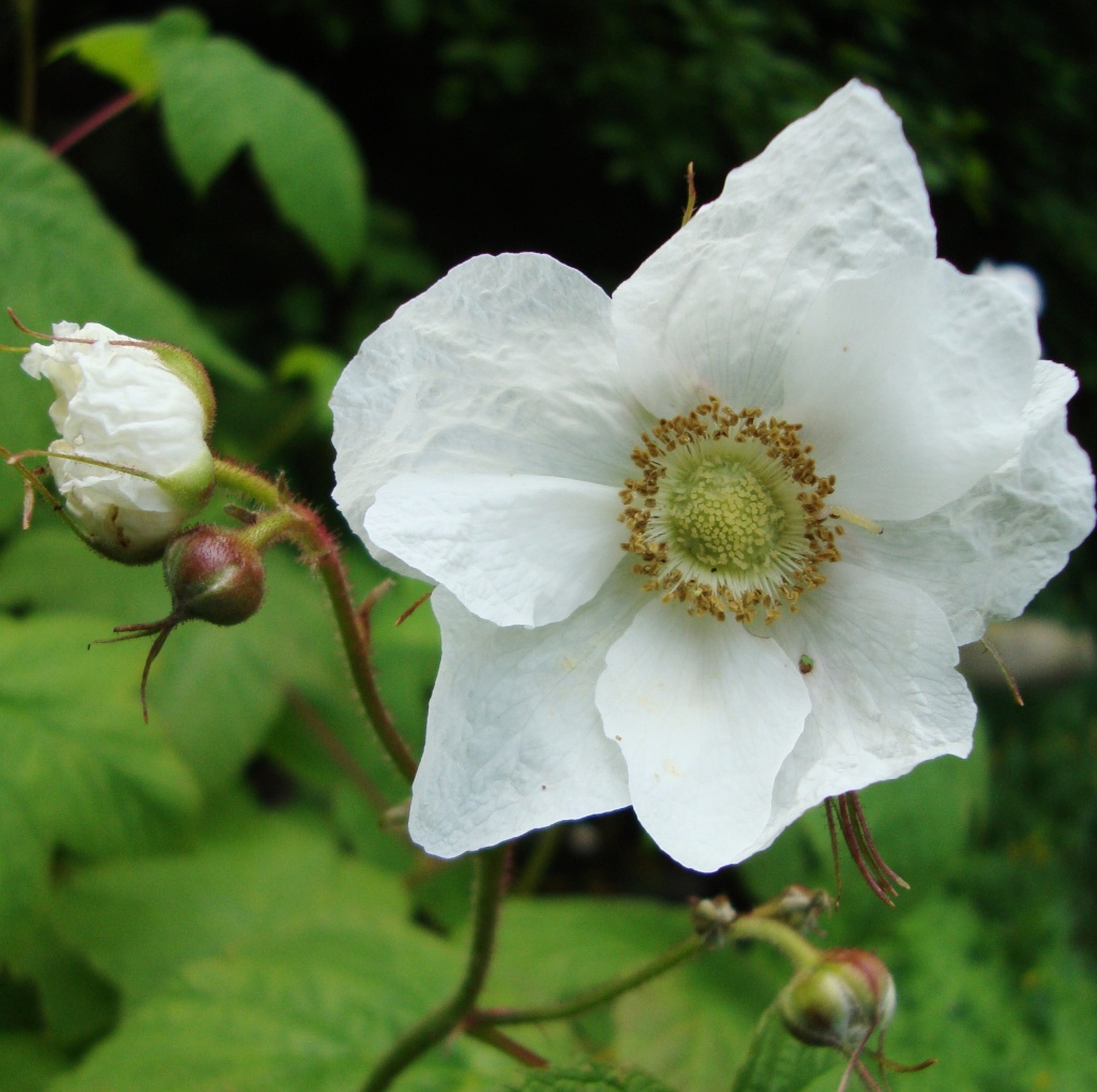 Thimbleberry  Flower Essence  1/2 oz. bottle with dropper