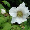 Thimbleberry  Flower Essence  1/2 oz. bottle with dropper