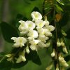 Black Locust Flower Essence  1/2 oz. bottle with dropper