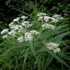 Boneset  Flower Essence  1/2 oz. bottle with dropper