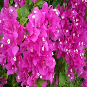 Bougainvillea Flower Essence  1/2 oz. bottle with dropper