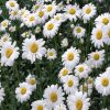 Chamomile Flower Essence  1/2 oz. bottle with dropper