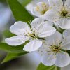 Cherry Plum Flower Essence  1/2 oz. bottle with dropper