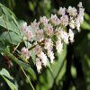 Chestnut Bud Flower Essence  1/2 oz. bottle with dropper