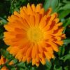 Calendula Flower Essence  1/2 oz. bottle with dropper