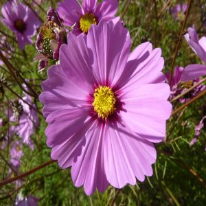 Cosmos Flower Essence  1/2 oz. bottle with dropper