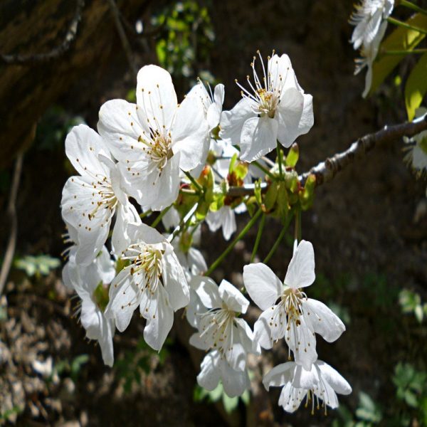 Crab Apple Flower Essence  1/2 oz. bottle with dropper