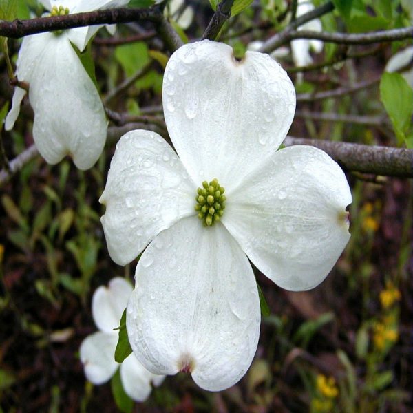 Dogwood Flower Essence  1/2 oz. bottle with dropper