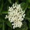 Elder Flower Flower Essence  1/2 oz. bottle with dropper