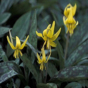 Fawn Lily Flower Essence  1/2 oz. bottle with dropper