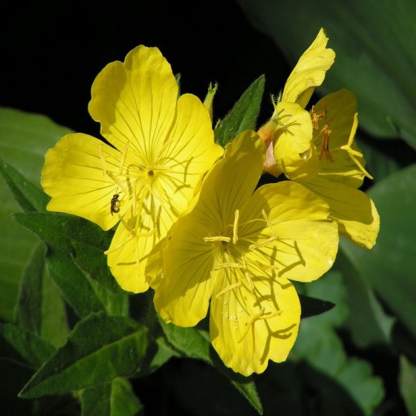 Evening Primrose Flower Essence  1/2 oz. bottle with dropper