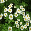 Feverfew Flower Essence  1/2 oz. bottle with dropper