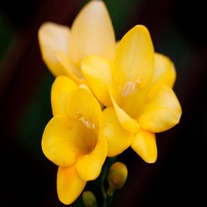 Freesia Flower Essence  1/2 oz. bottle with dropper