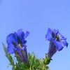 Gentian Flower Essence  1/2 oz. bottle with dropper