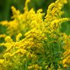 Goldenrod Flower Essence  1/2 oz bottle with dropper