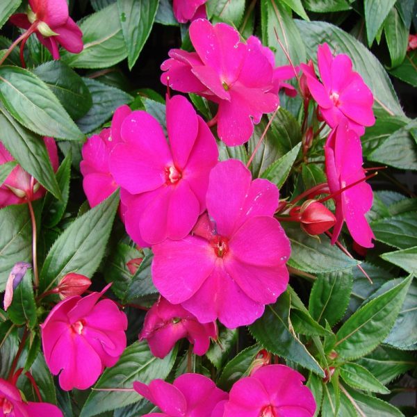 Impatiens Flower Essence  1/2 oz bottle with dropper