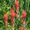 Indian Paintbrush Flower Essence  1/2 oz bottle with dropper