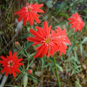 Indian Pink Flower Essence  1/2 oz bottle with dropper