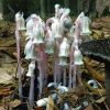Indian Pipe Flower Essence 1/2 oz bottle with dropper