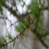 Larch Flower Essence 1/2 oz. bottle with dropper