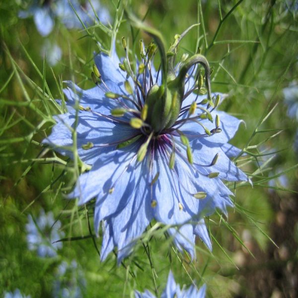Love-in-a-Mist Flower Essence  1/2 oz. bottle with dropper