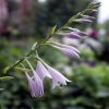 Hosta Flower Essence 1/2 oz bottle with dropper