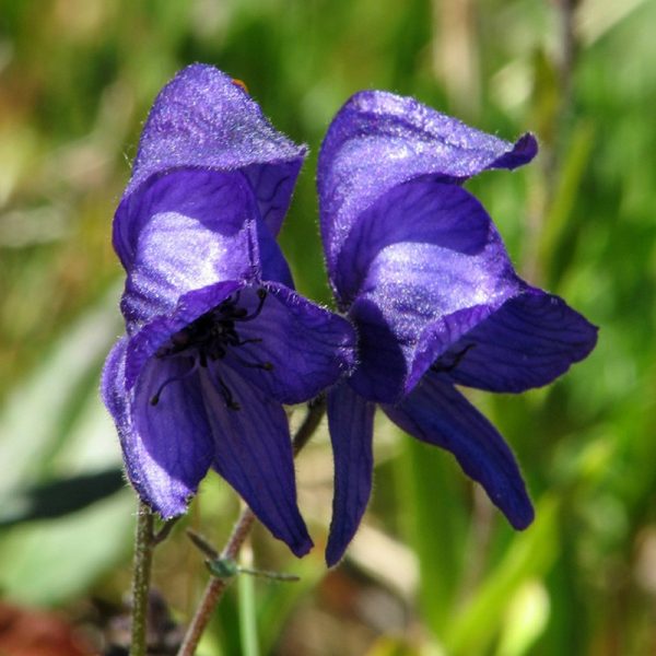 Monkshood Flower Essence  1/2 oz. bottle with dropper
