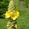 Mullein Flower Essence  1/2 oz. bottle with dropper