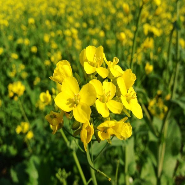 Mustard Flower Essence  1/2 oz. bottle with dropper