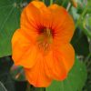 Nasturtium Flower Essence  1/2 oz. bottle with dropper