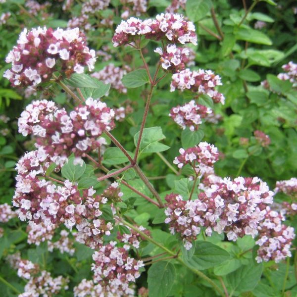 Oregano Flower Essence  1/2 oz. bottle with dropper