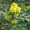 Oregon Grape Flower Essence  1 oz. bottle with dropper