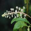 Pokeweed Flower Essence  1/2 oz. bottle with dropper