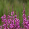 Purple Loosestrife Flower Essence  1/2 oz. bottle with dropper