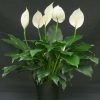 Peace Lily Flower Essence  1/2 oz. bottle with dropper