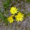 Yellow Hawkweed Flower Essence  1/2 oz. bottle with dropper