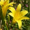 Yellow Day Lily Flower Essence  1/2 oz. bottle with dropper