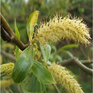 Willow Flower Essence  1/2 oz. bottle with dropper