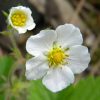 Wild Strawberry Flower Essence  1/2 oz. bottle with dropper